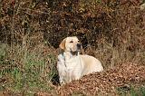 LABRADOR 359